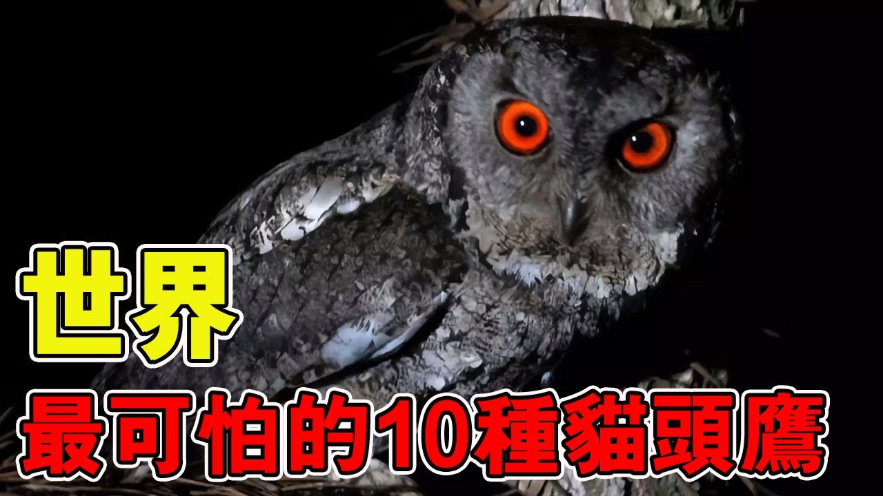盤點世界上最可怕的10種貓頭鷹！長相詭譎自帶兇兆氣場，「貓頭鷹進宅，無事不來」 真的會預示死亡嗎？ #動物世界 #雕鴞 #貓頭鷹