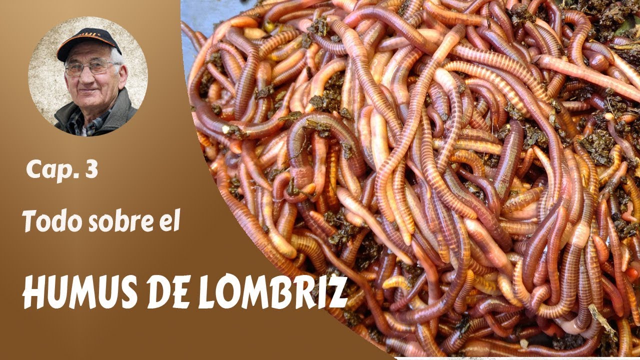 𝗘𝗟 𝗛𝗨𝗠𝗨𝗦 𝗗𝗘 𝗟𝗢𝗠𝗕𝗥𝗜𝗭 𝟯: ¿Qué es el humus de lombriz y cómo prepararlo? FERTILIZA TU HUERTO