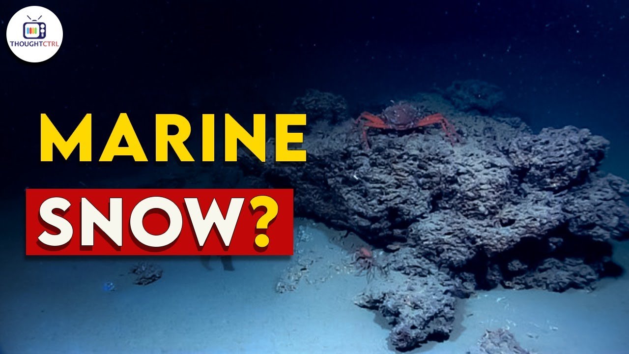 What is Marine Snow? | Underwater Snow | Thoughtctrl
