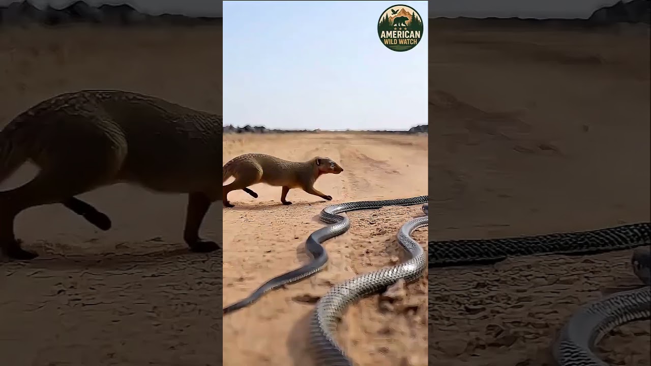 Mongoose vs Snake &ndash; Epic Wildlife Showdown in Snake Land Cinematic Story #birds #wildlifeshorts