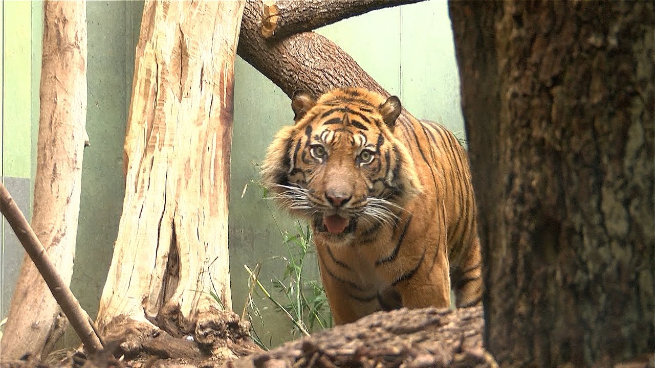 Tiger Vanni: Der neue Chef im Frankfurter Zoo