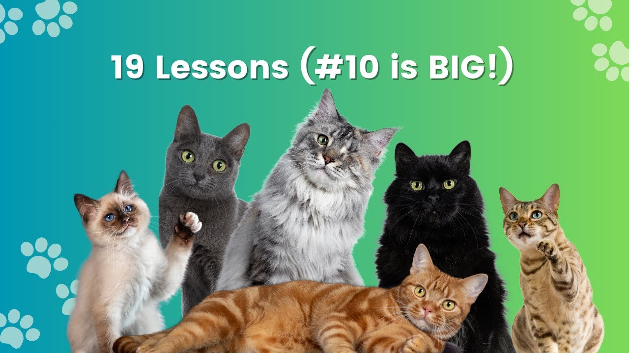 What I Learned in 2 Years of Cat Sitting on Meowtel