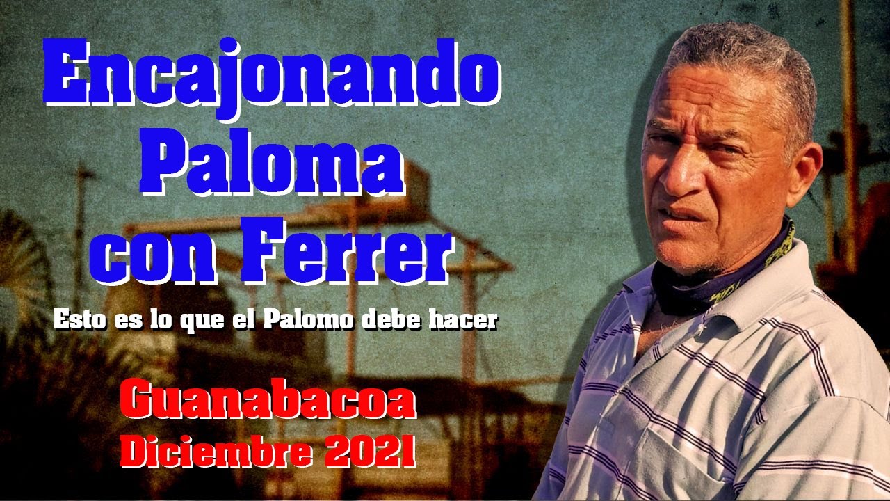 Cenizo de Ferrer encajonando una paloma. Este palomo lo veremos en competencia en este 2022