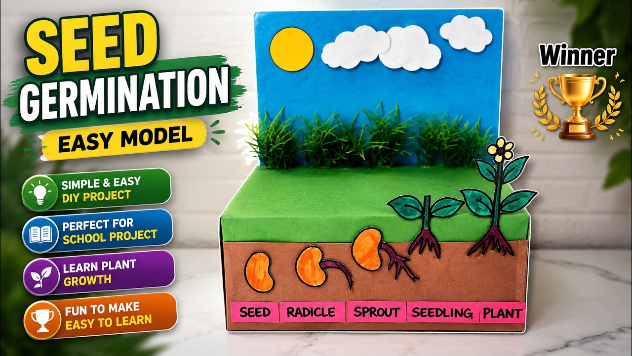Easy Seed Germination Working Model | Step-by-Step Science Project for School Exhibition & TLM