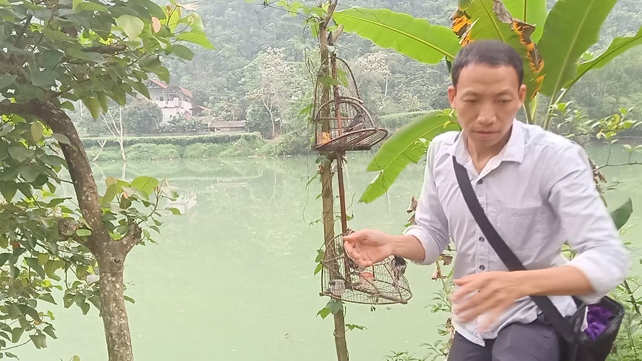 Bẫy ch&ograve;e Than - Si&ecirc;u phẩm Xấp đ&ocirc;i | perangkap kobia | ปลาช่อนทะเล | 军曹陷阱