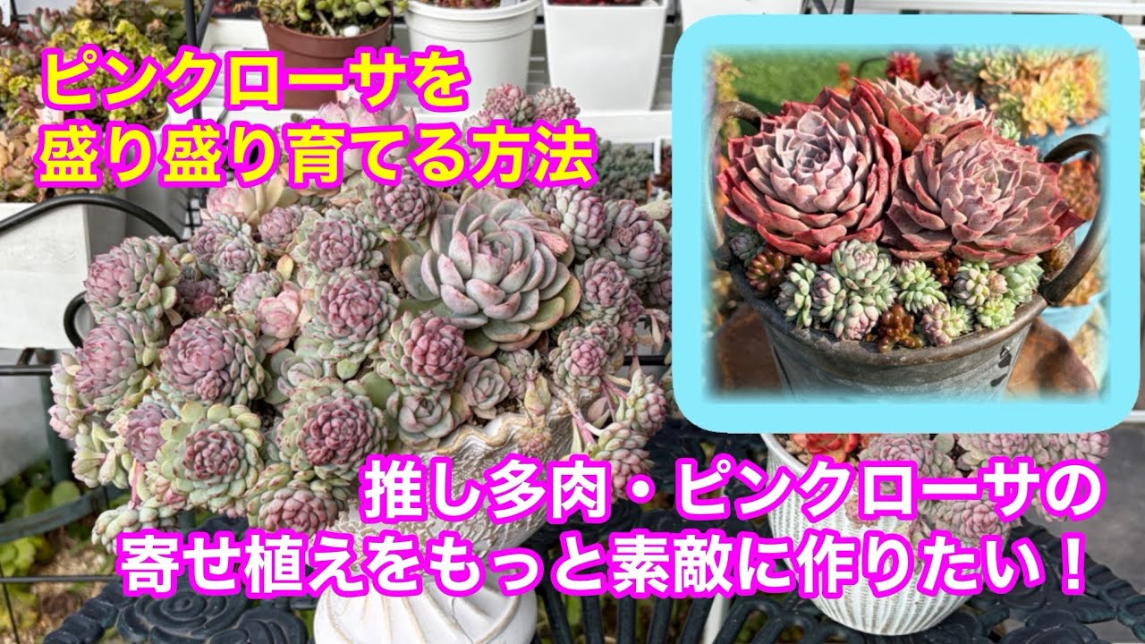 【Vlog267】推し多肉・ピンクローサの寄せ植えをもっと素敵に作りたい！ピンクローサを盛り盛り育てる方法