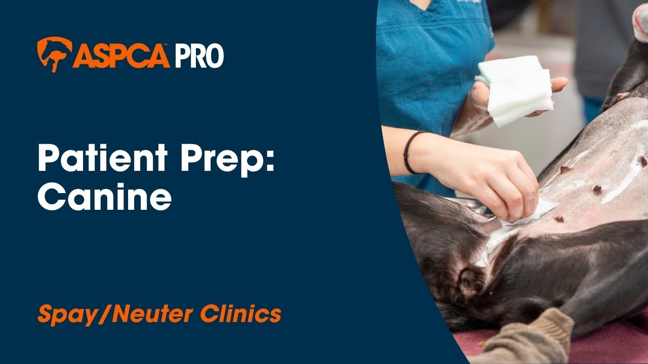 Spay/Neuter Patient Care: Patient Prep - Canine