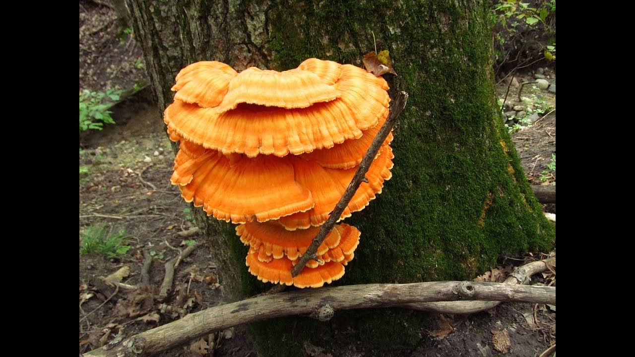 The Mikeology Store on the Hunt for Minnesota wild mushrooms 2012