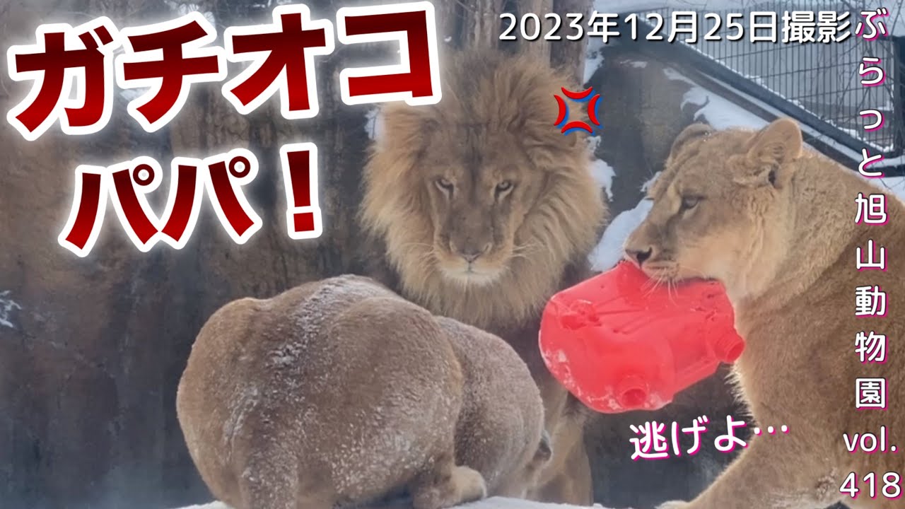 《旭山動物園ライオン＆トラ》オリトファミリー/マジギレパパと娘。姉妹ケンカ。母性溢れるイオの姿vol418/Lion dad's serious joke. frightened daughter