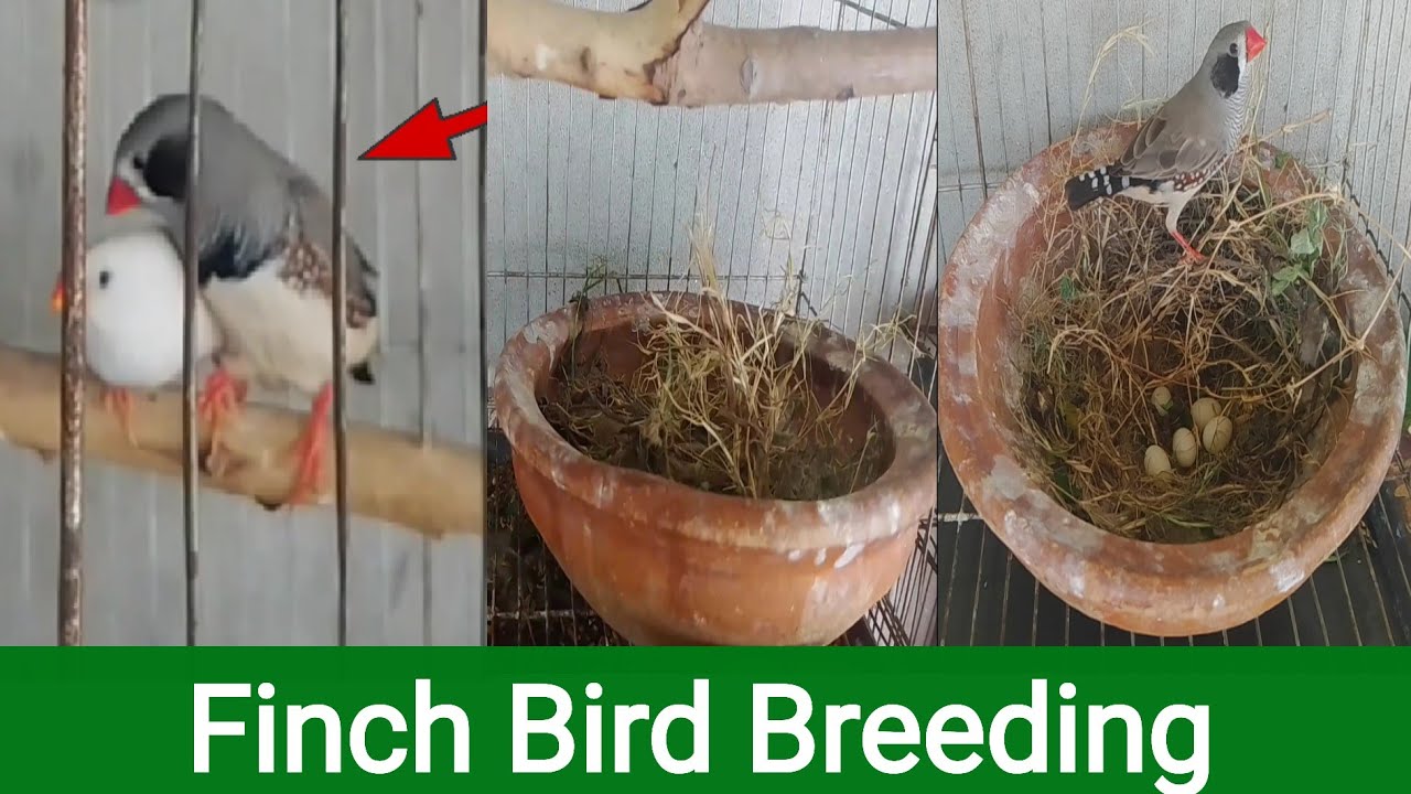 Finch bird breeding | Breeding cage breeding box and Finch bird breeding tips