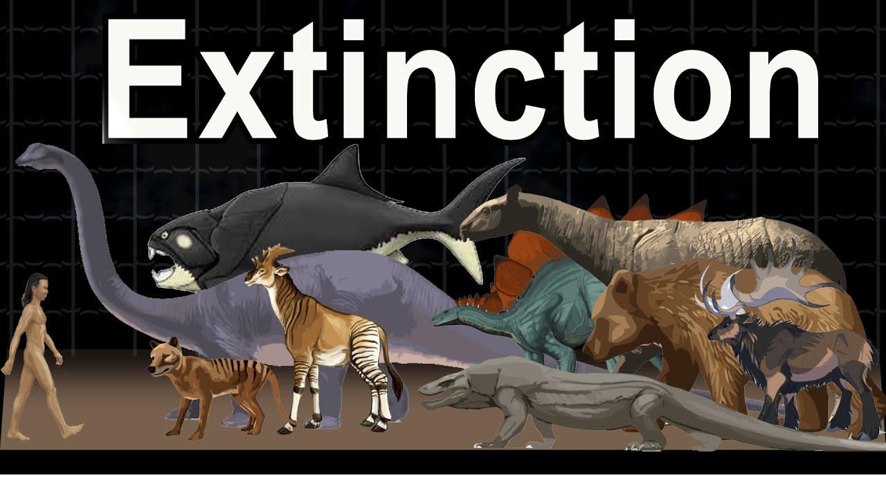 Top 100 extinct Animals Facing Extinction in 2024 | #Extinct