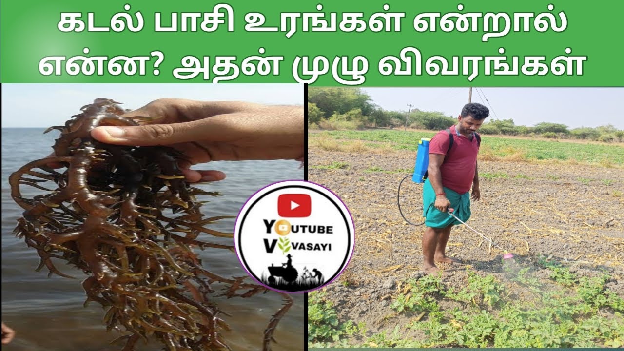 கடல் பாசி உரங்கள்- அதுல அவ்வளவு சத்து இருக்கிறது உண்மை தானா?-யூடியூப் விவசாயி ரிவ்யூ
