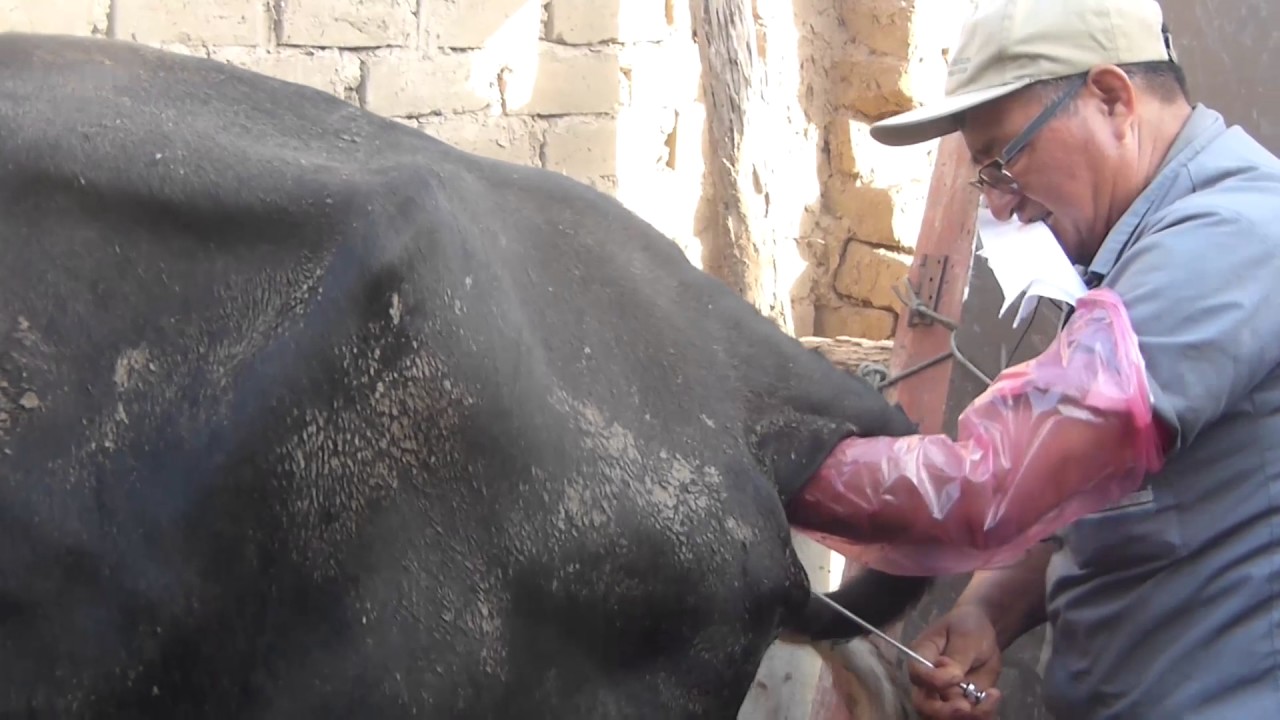 Proceso de inseminación artificial