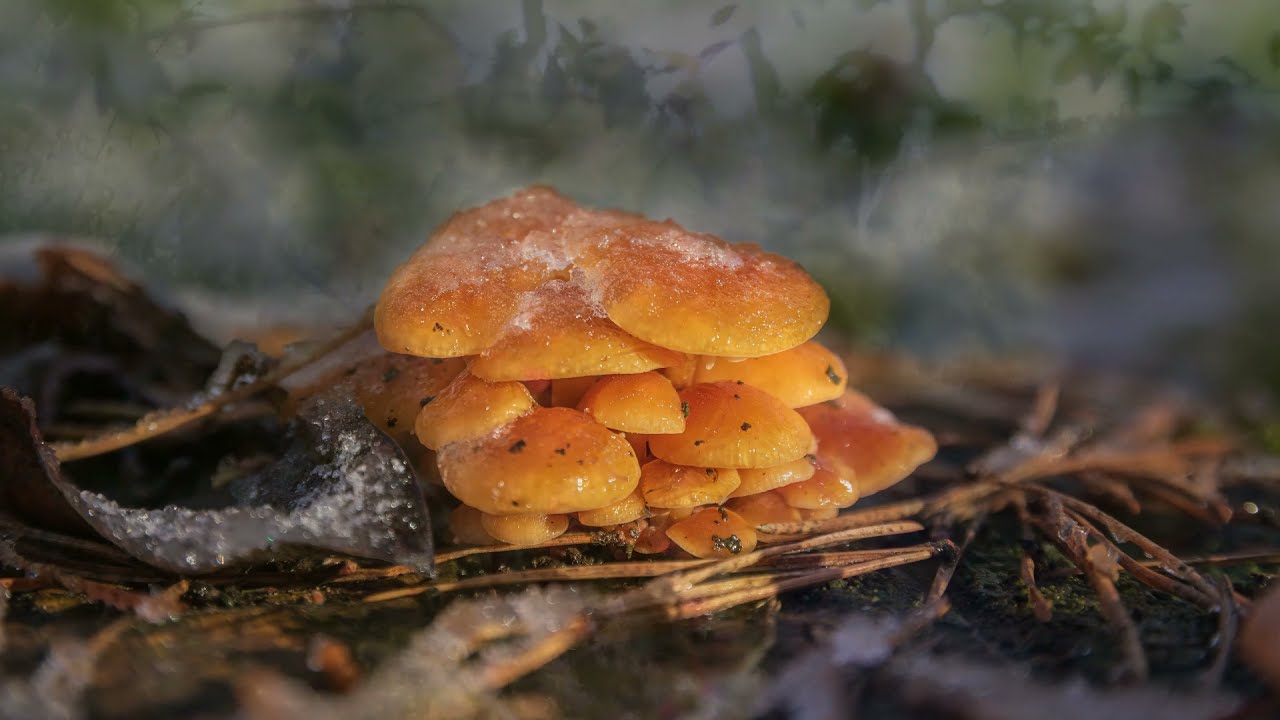 Фламмулина бархатистоножковая (Flammulina velutipes)