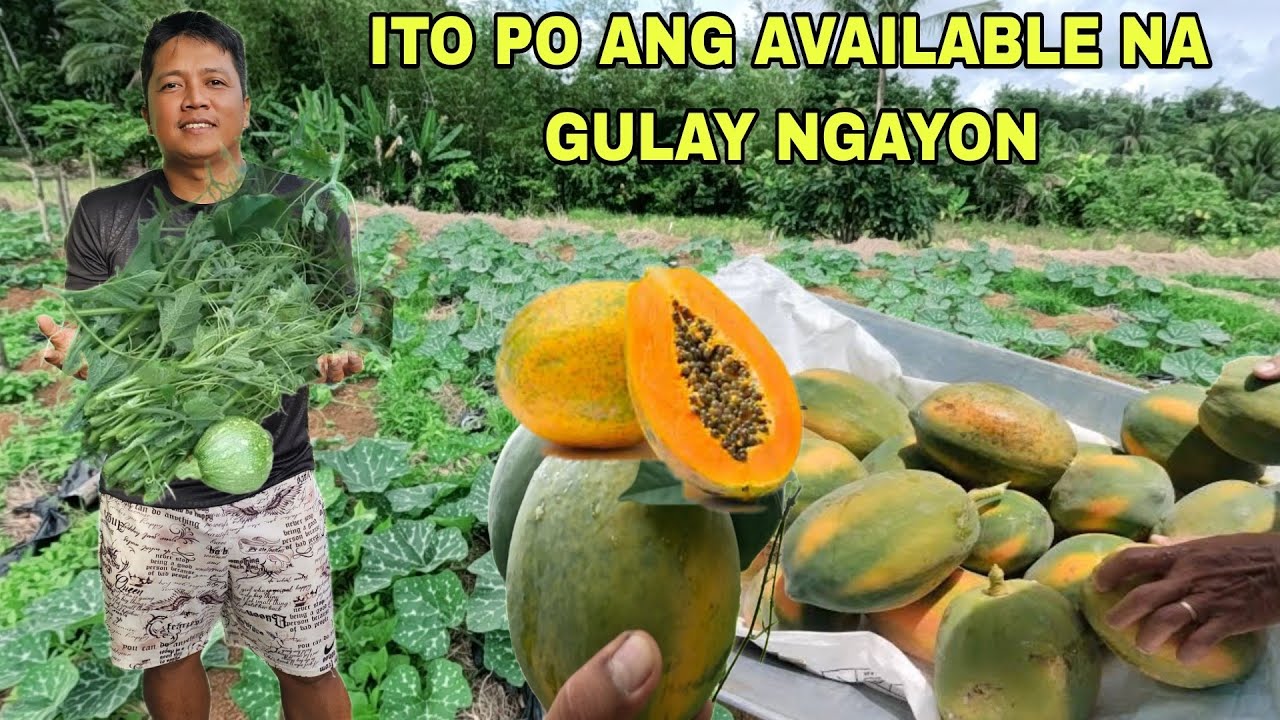 Ito ang Available na gulay ngayong umaga Paunahan na laang po TALBOS NG KALABASA AT PAPAYA 