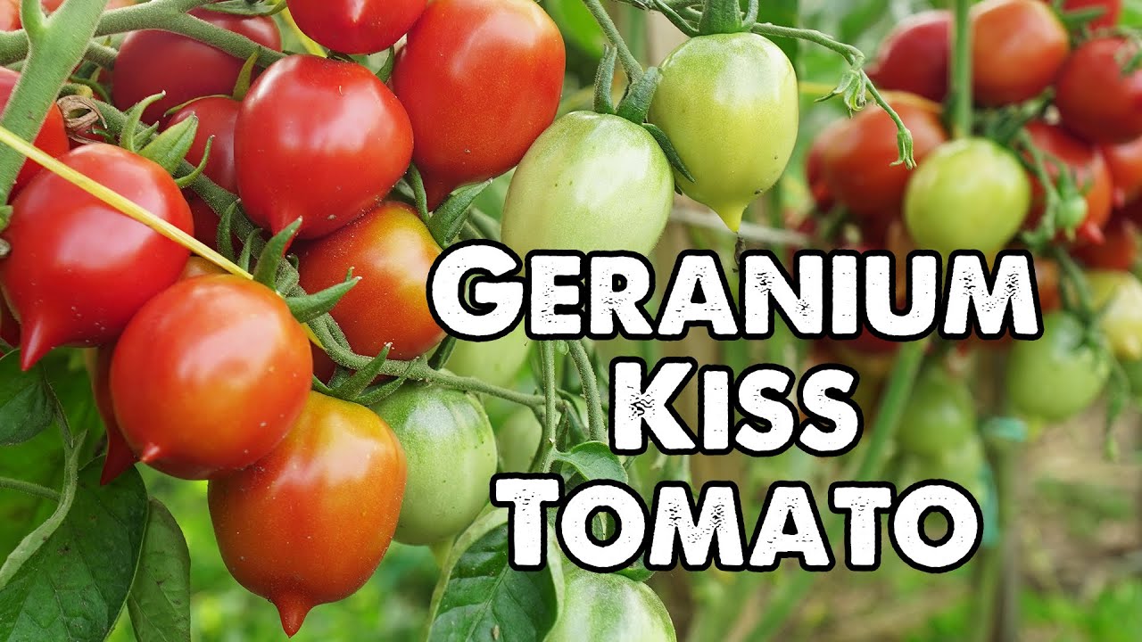 Geranium Kiss Tomato