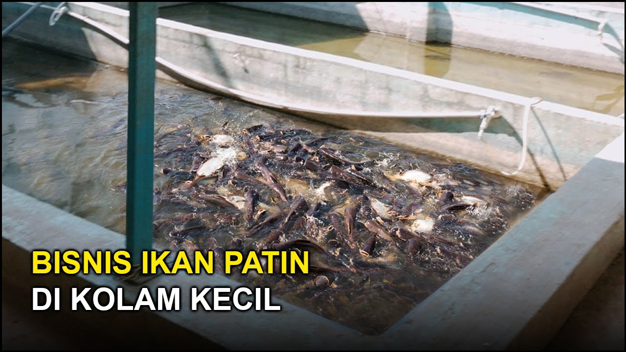 BISNIS BUDIDAYA IKAN PATIN KOLAM BETON SKALA KECIL