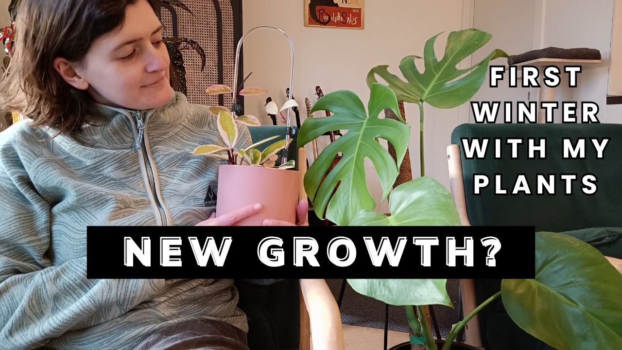 house plants and winter ... ❄️ did they even grow?
