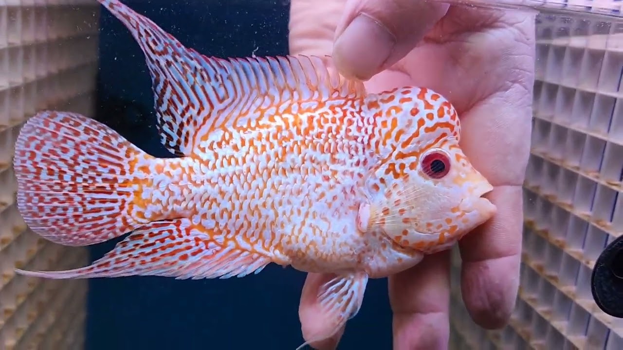 Golden Base Flowerhorn!