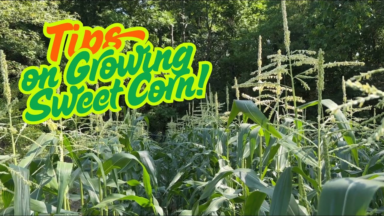 Growing Peaches and Cream Sweet Corn from Start to Finish! Follow these Tips for Success Every Time!
