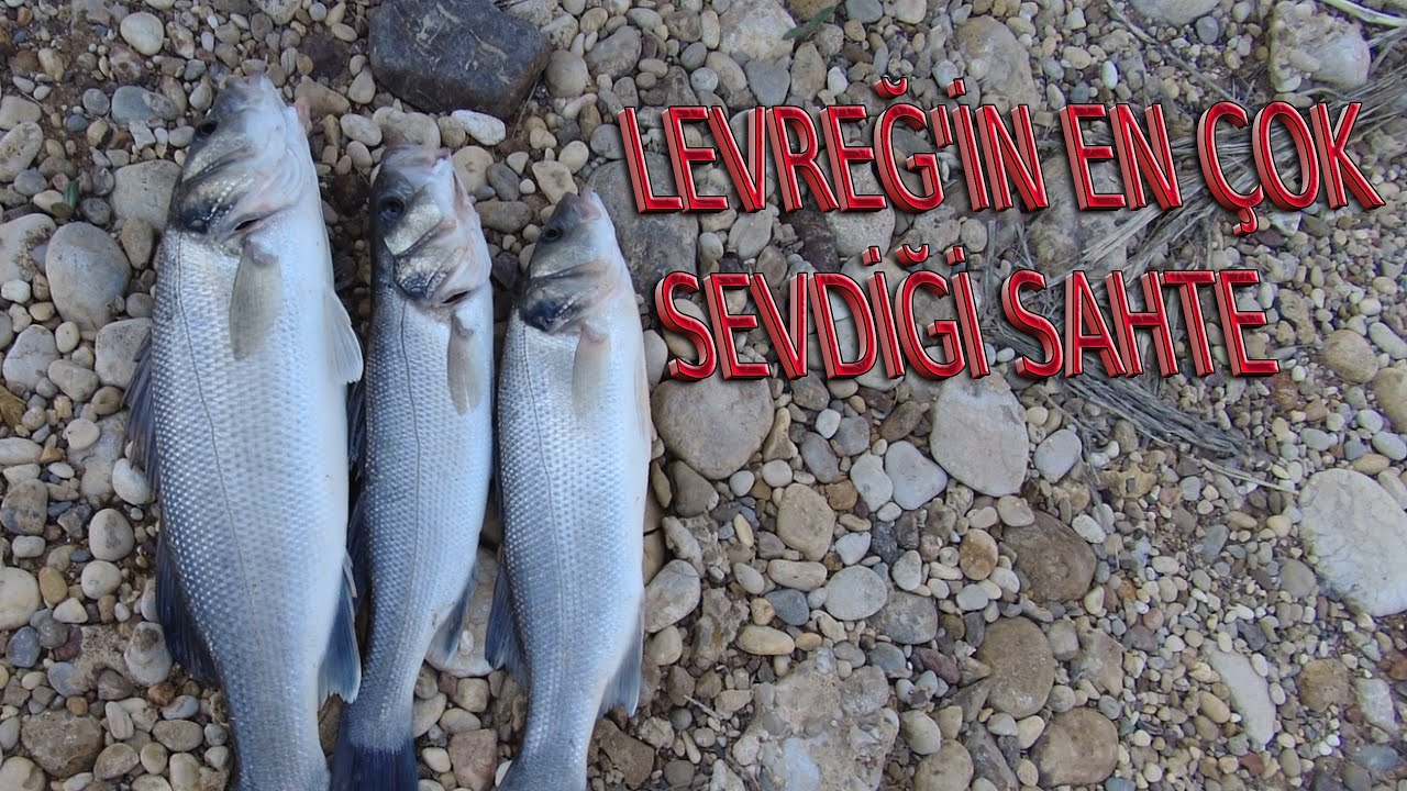 YİNE DEV KARDO GÜZEL LEVREKLER ALDIK (KARİDES) #fishing #levrek #carpfishing