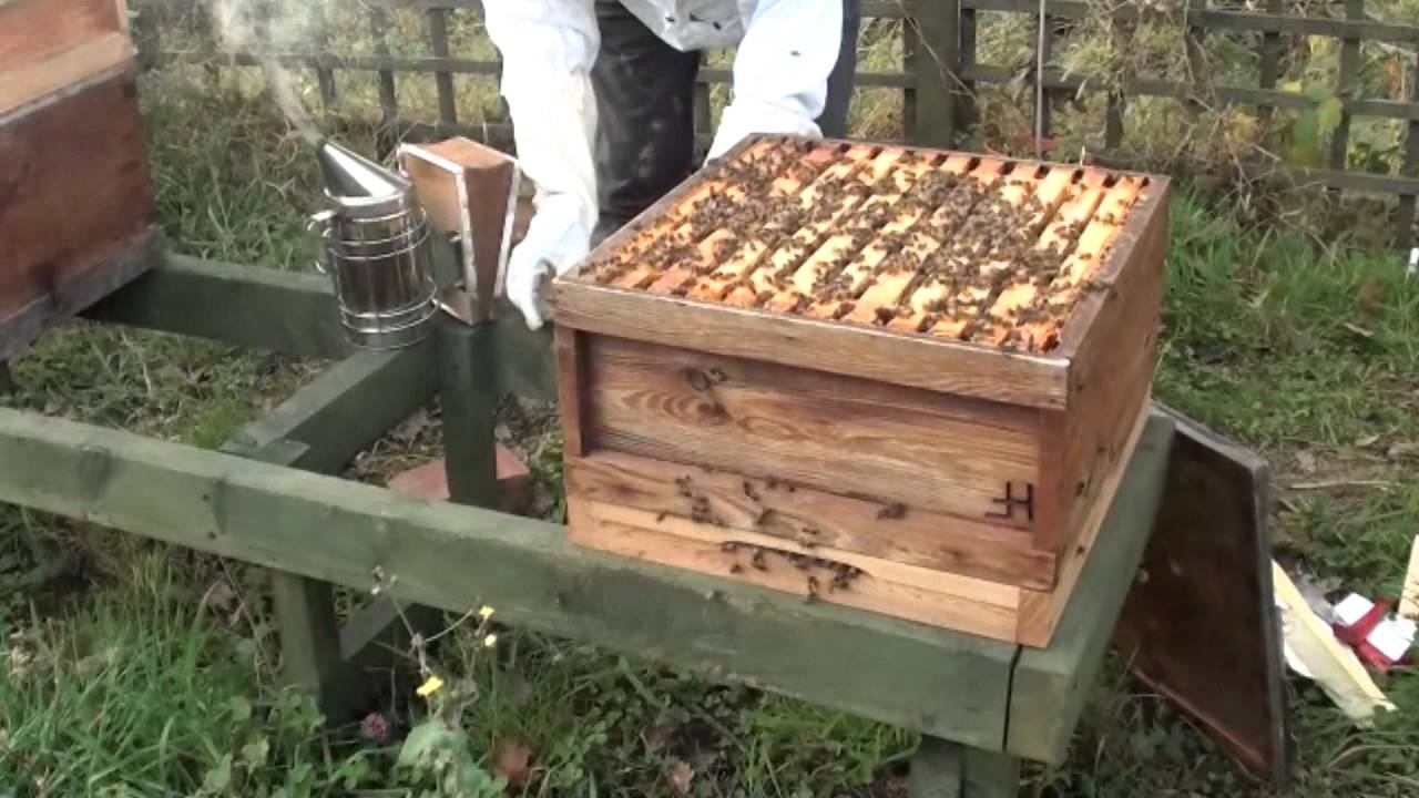Feeding fondant to bees