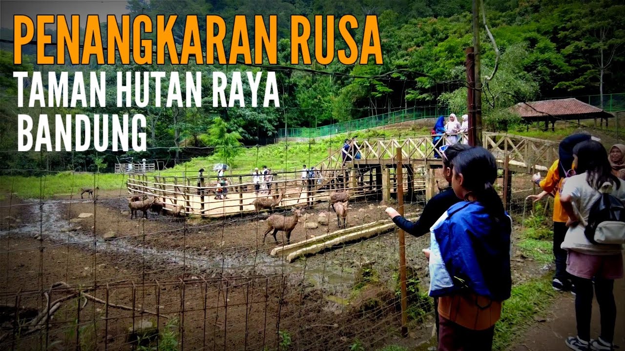 KONDISI PENANGKARAN RUSA TAHURA‼️Semoga Nasibnya Tidak Seperti Bandung Zoo