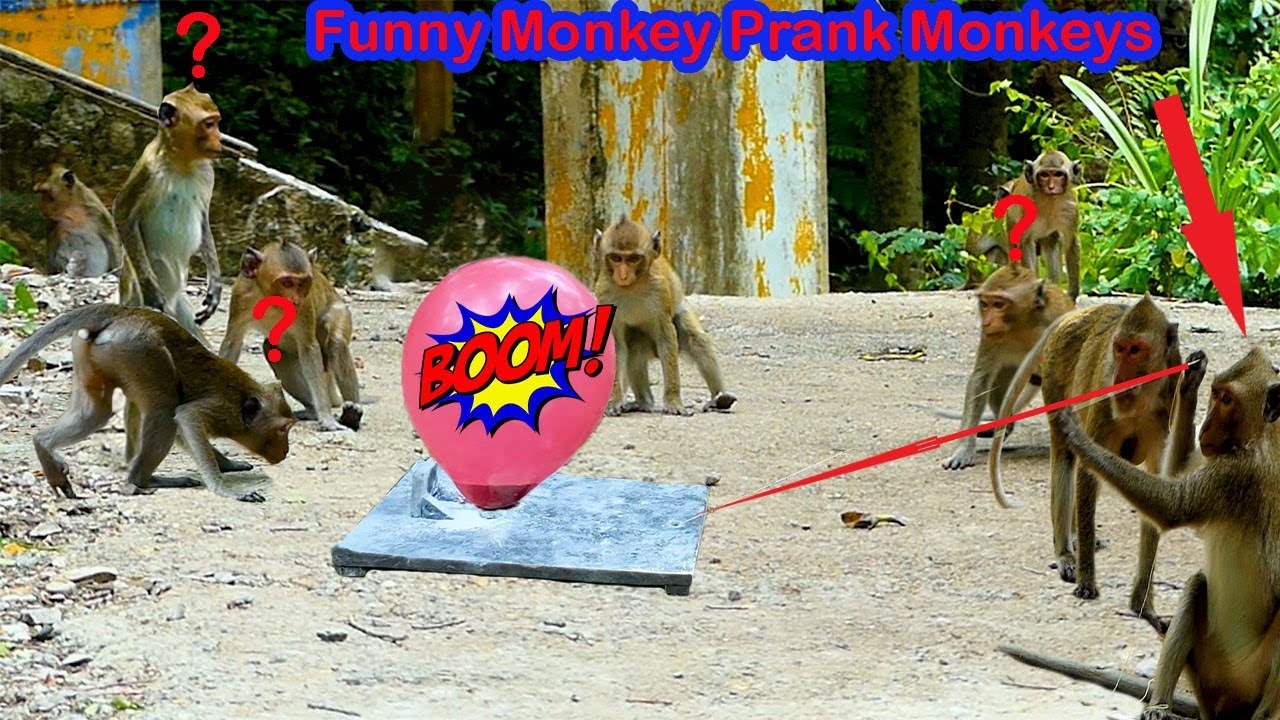 Balloon boom Prank Monkeys By Monkey Funny Funny