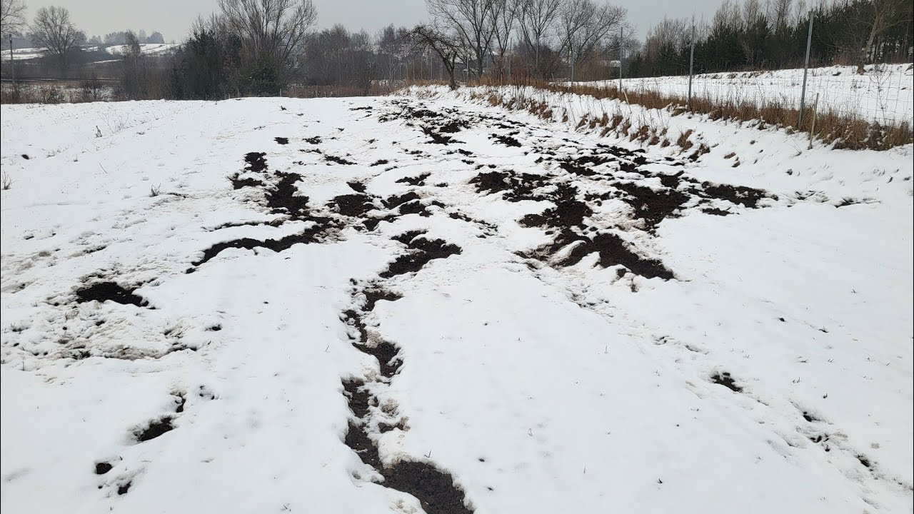 Dziki zniszczyły całą pszenicę! Kontrola pasieki.