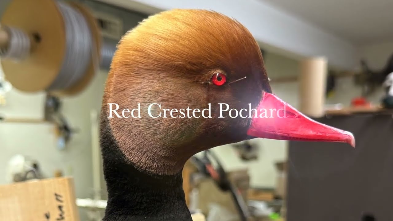 Установка системы с красноносым нырком