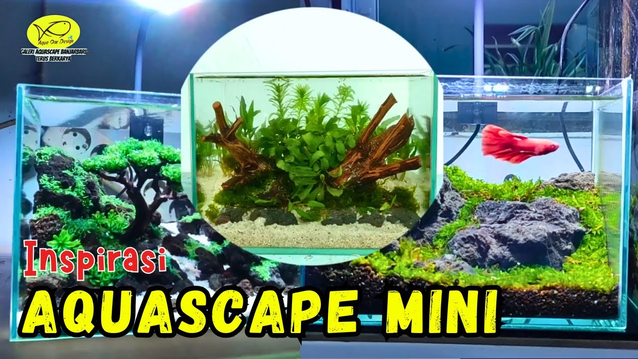 membuat aquascape mini tema natural, tema iwagumi, tema bonsai mudah dan murah | aqua one design