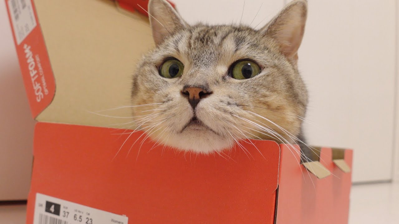 姉猫が悩んでいる隙に箱を横取りする猫。