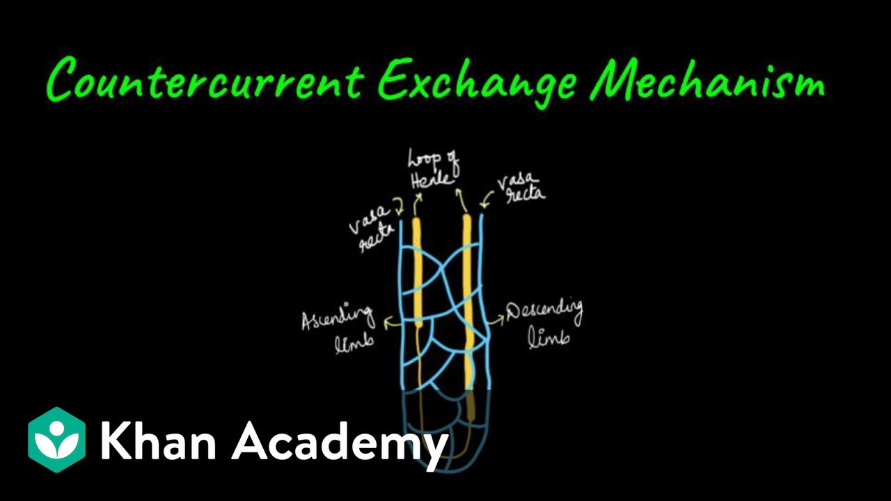 Countercurrent Exchange | Excretory Products and Elimination | Class XI | Biology | Khan Academy