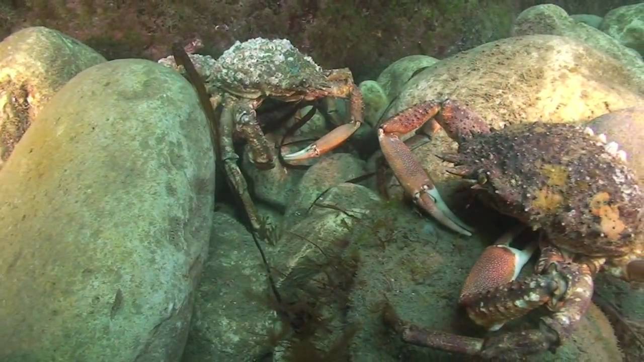 SCUBA diving in Kimmeridge and Durdle Door, Dorset