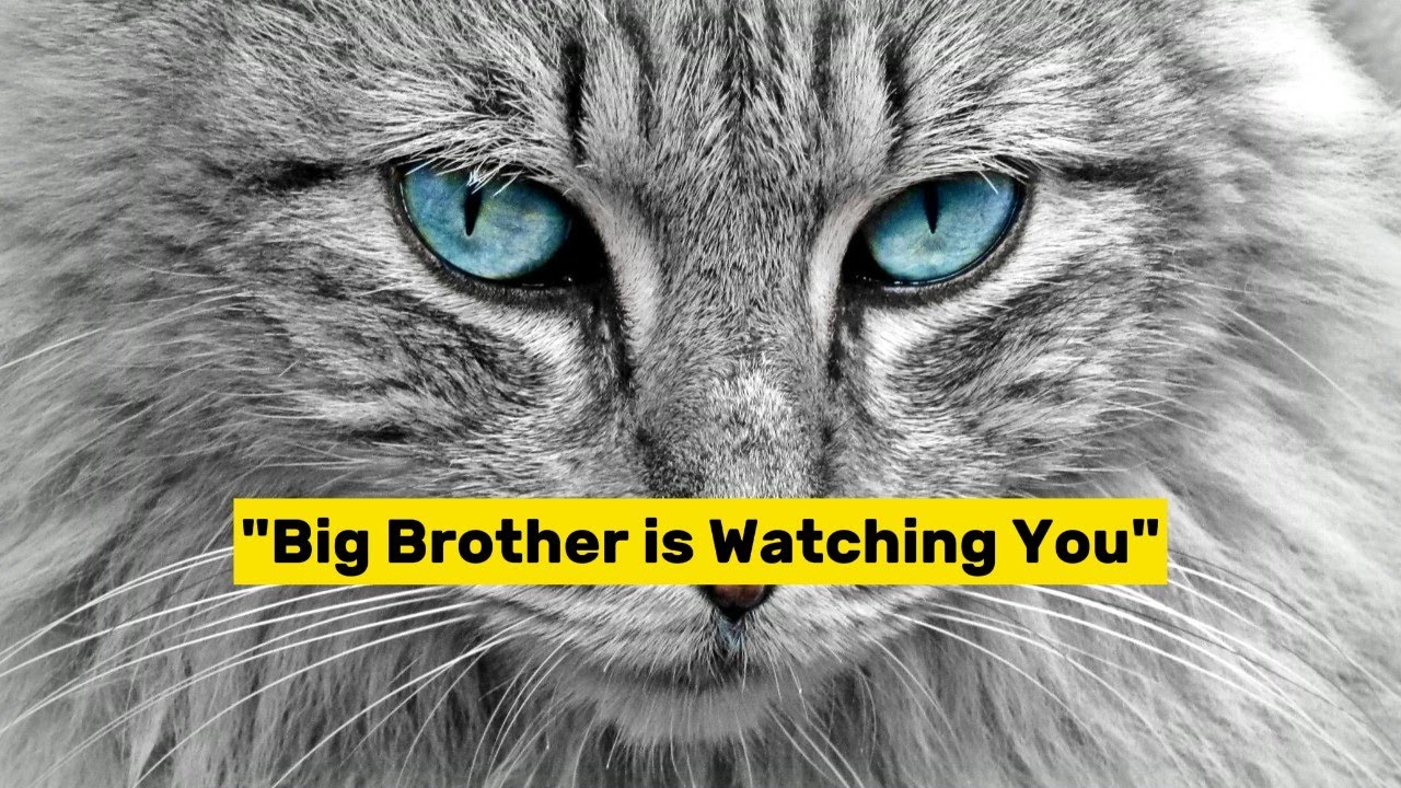 'Big Brother is Watching You' : Orwell's '1984' in Today's World