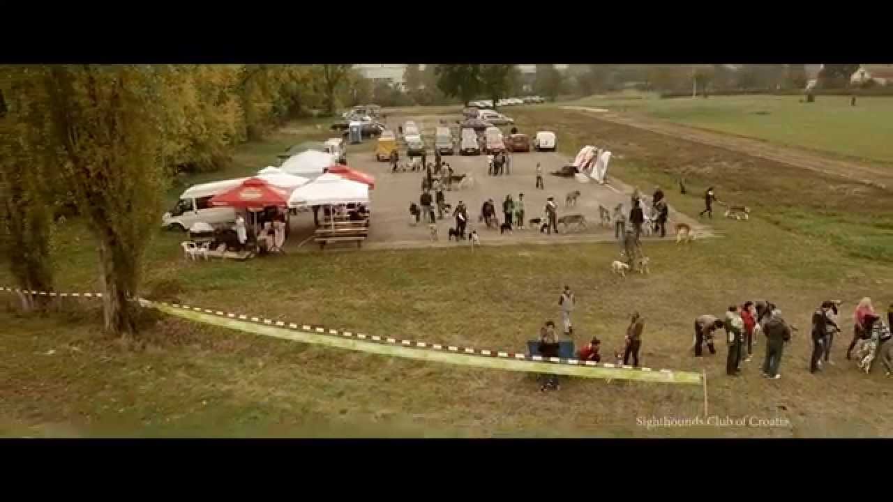 CACIL international lure coursing in Kerestinec (Zagreb) Croatia