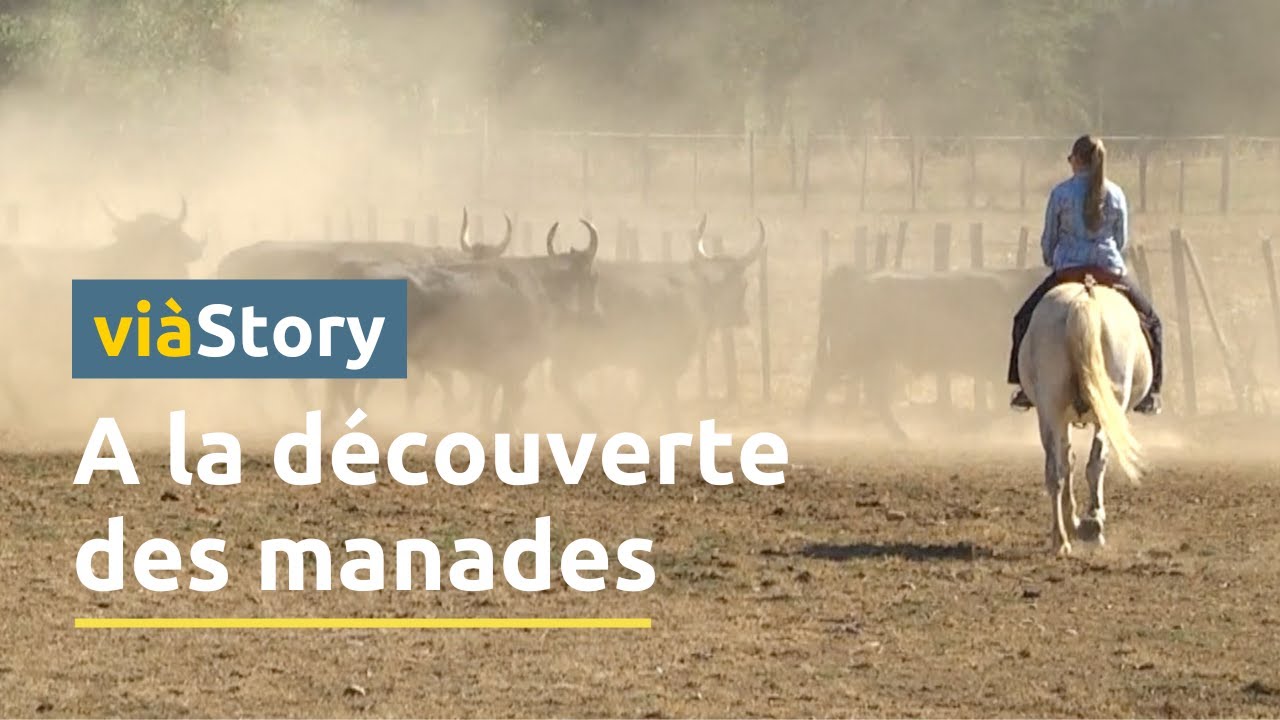 En Camargue, &agrave; la d&eacute;couverte de l'univers des manades