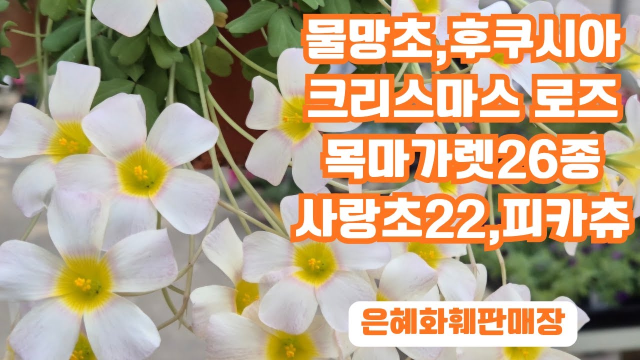 은혜화훼판매장🌳전화주문 ☎010 2651 4421#물망초#후쿠시아#설유화#로사린다 제라늄#필레아 마이크로필라#크리스마스 로즈#목마가렛26종 딸기라떼,아게릭레몬#사랑초22종 피카츄🌳