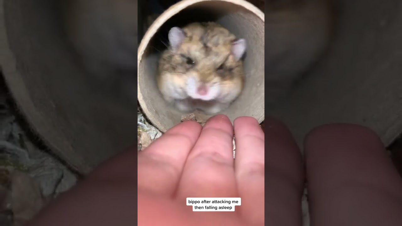 Hamster Lucu Tiktok & Funny Hamsters Videos Complication 2023#333