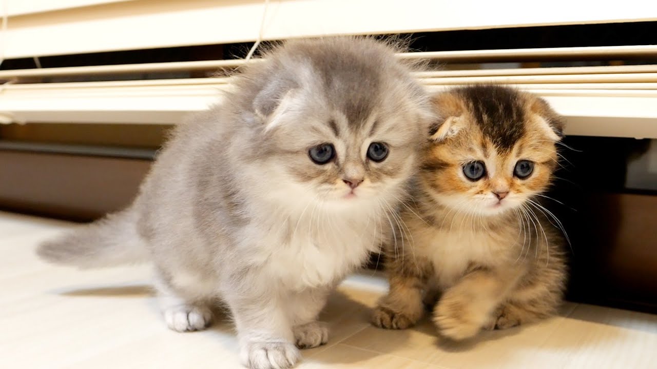 Kittens try to annoy their owners one after another.