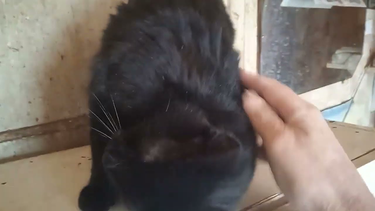 cat ❤️❤️❤️❤️🐱🐱