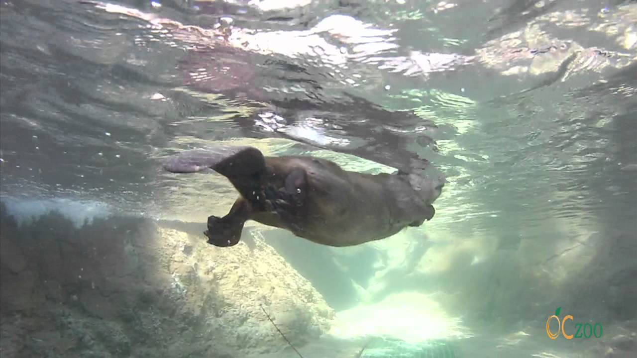 OC Zoo North American Beavers in Action