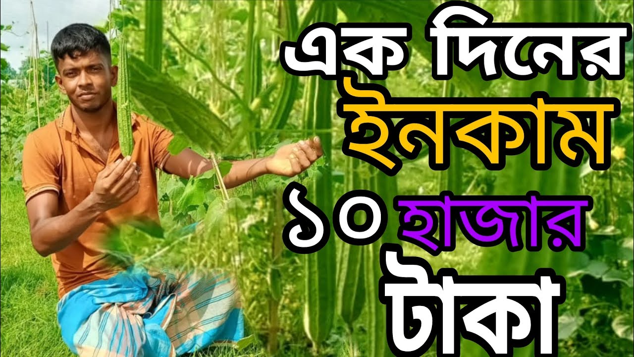 সবজি চাষে লাক্ষ টাকা ইমকাম