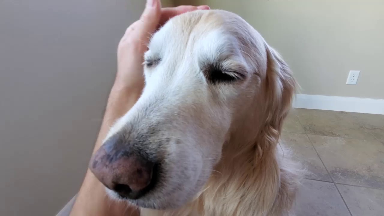 ASMR Petting & Scratching Cute Dog's Fur - 1 Hour Looped - Happy English Cream Golden Retriever