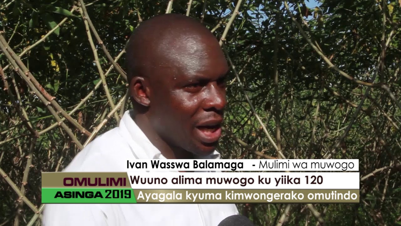 Wuuno alima Muwogo ku yiika 120.