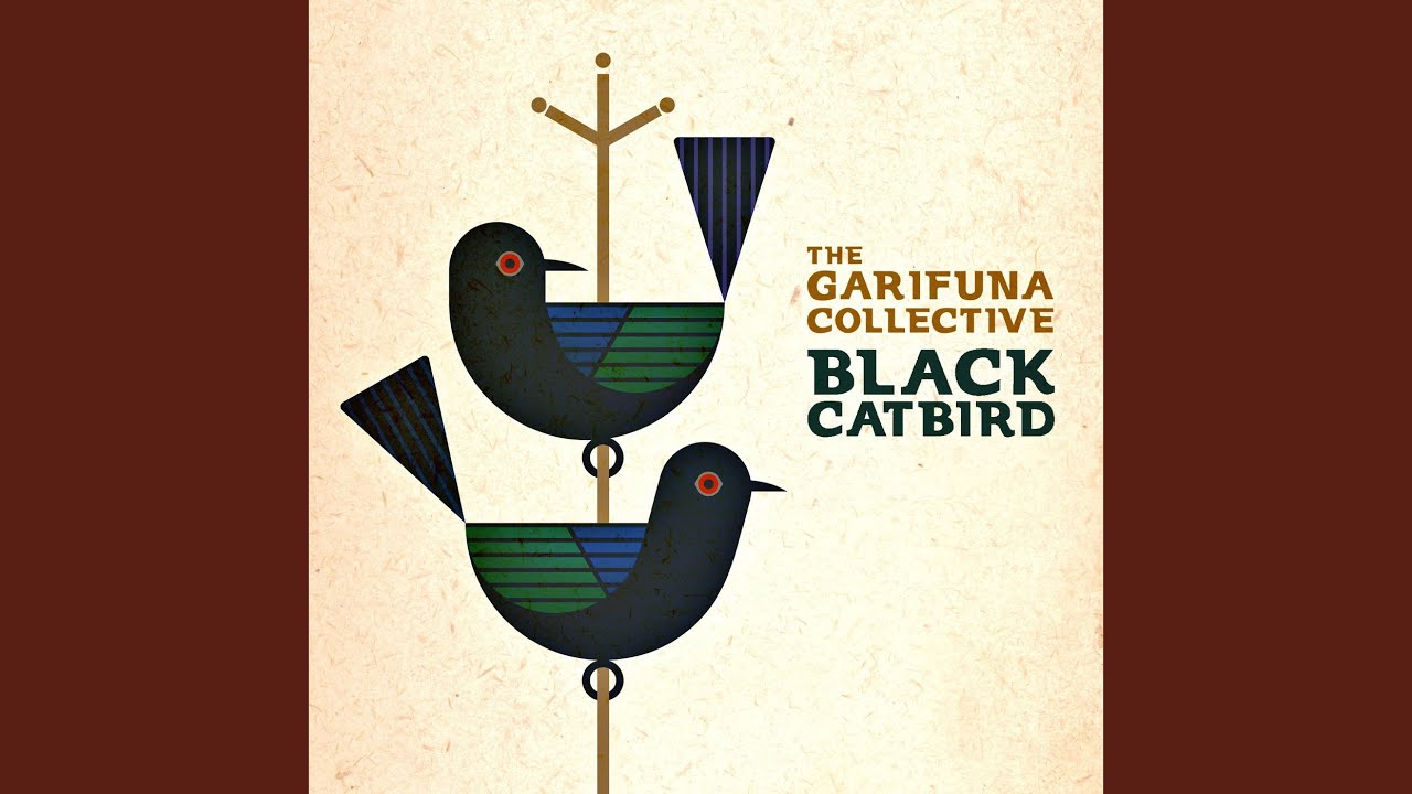 Black Catbird