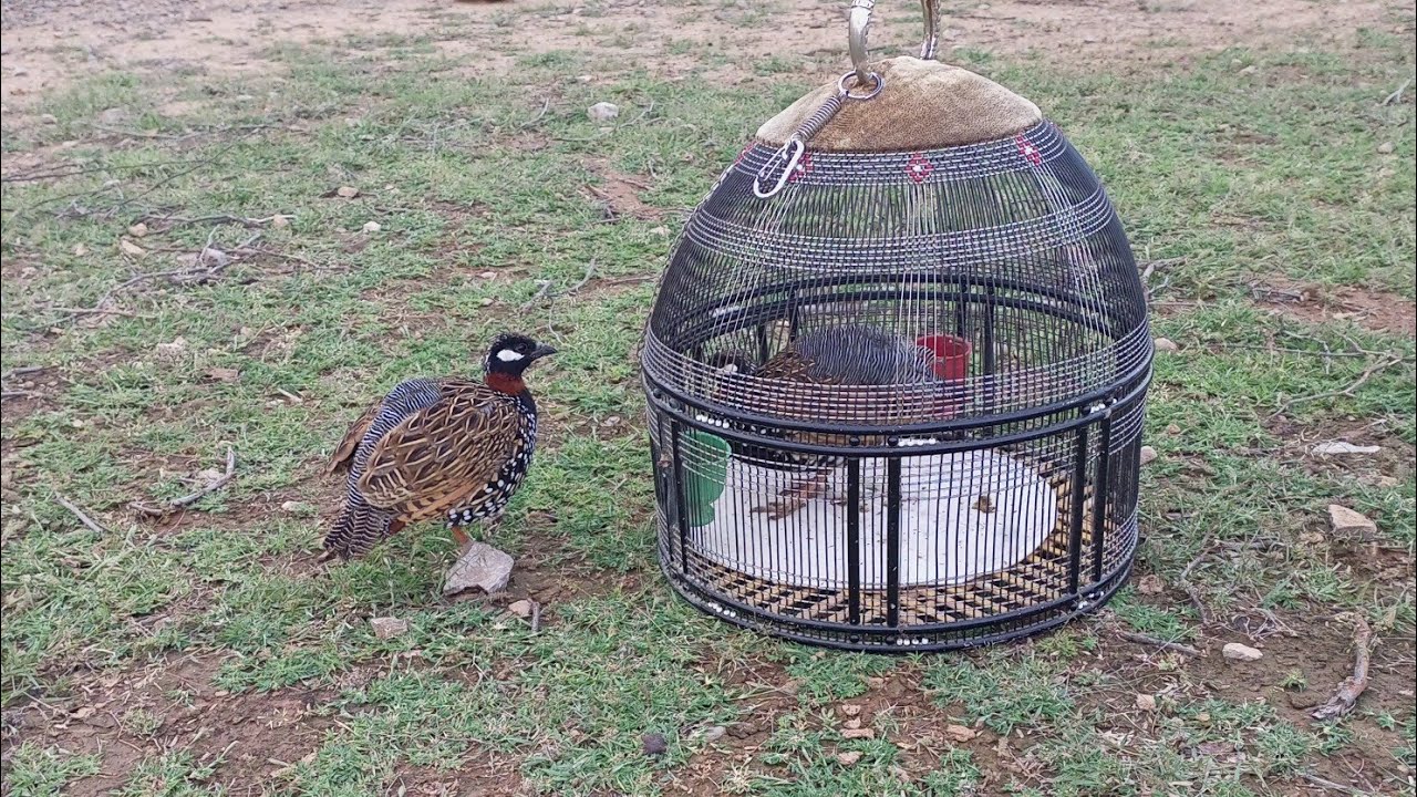 kala teeter masti karti hoi | black partridge frolicking