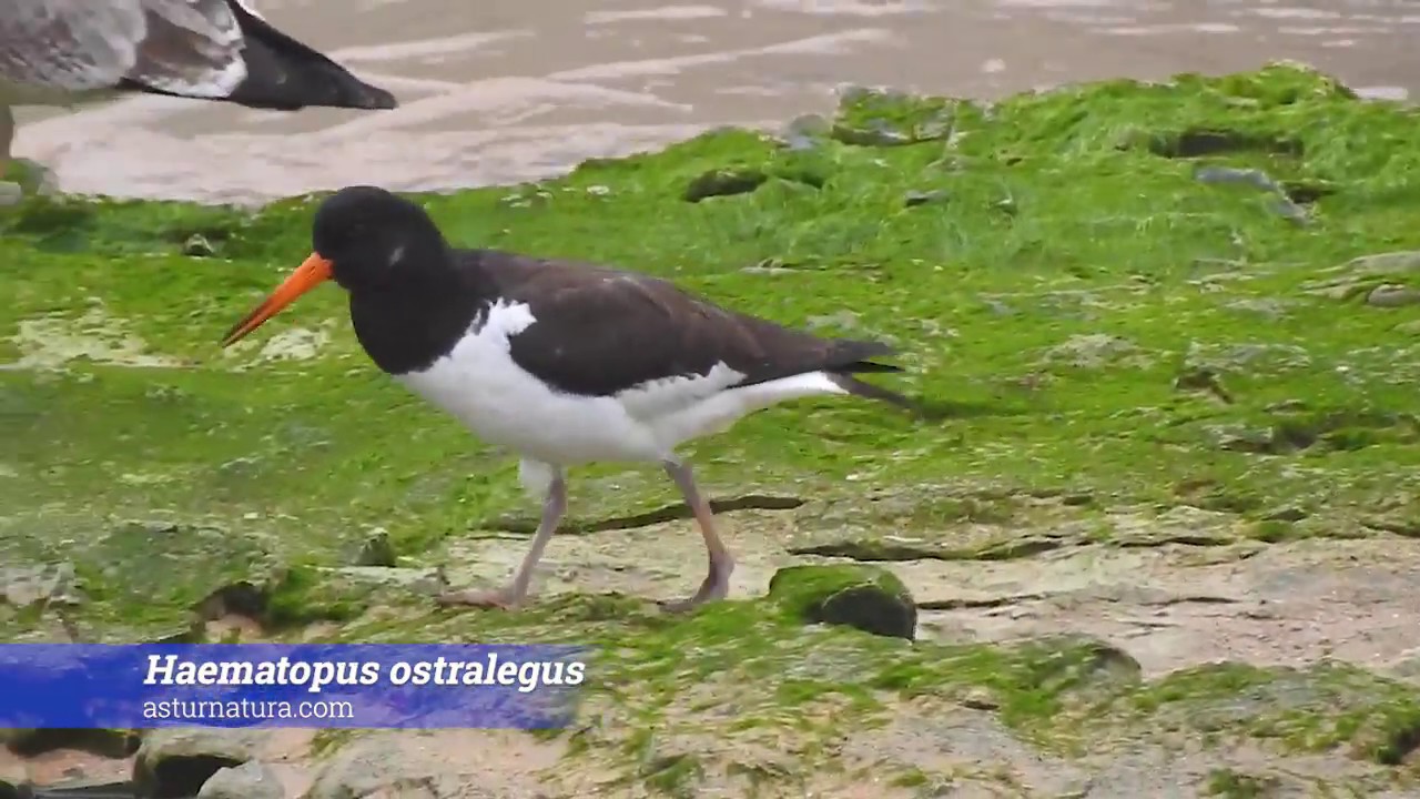 Ostrero (Haematopus ostralegus)