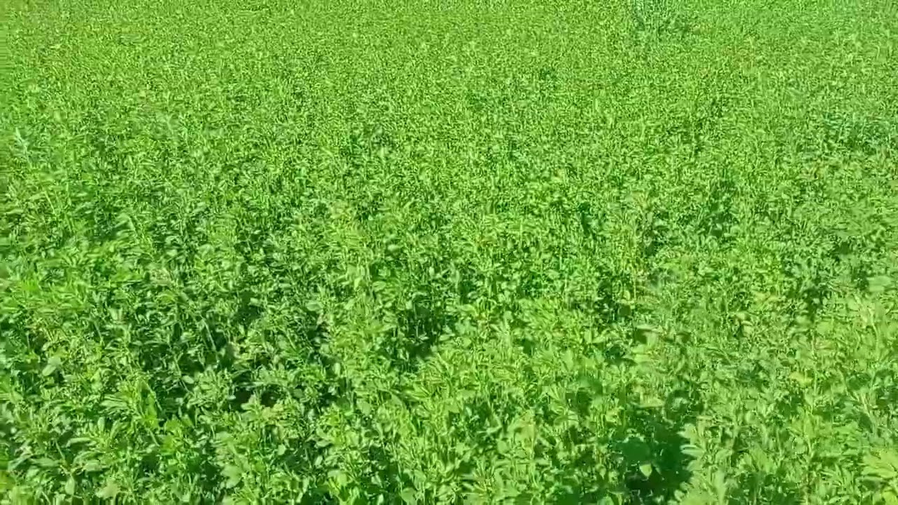 الوادي الجديد الفرافرة البرسيم الحجازي بينتج قد ايه 01122474189