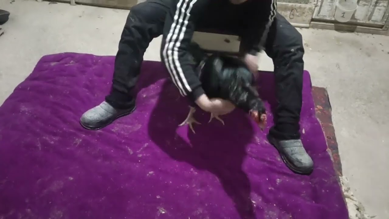 тоззаларидан